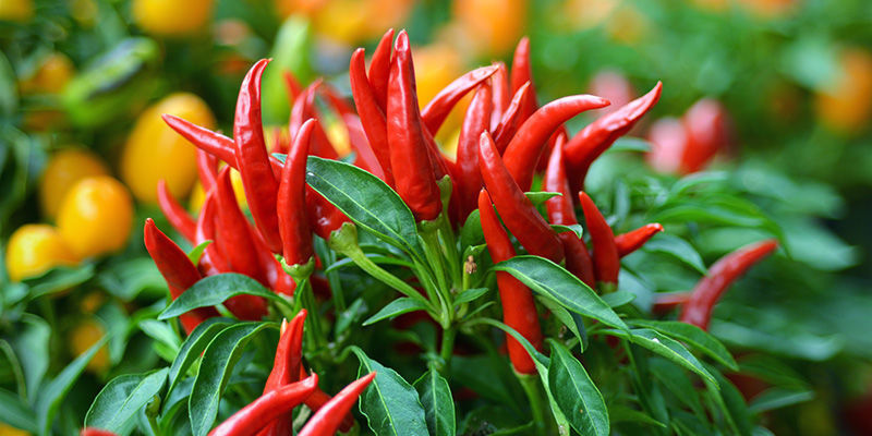 Övervintra chiliplantor: är det värt det? Övervintra chiliplantor: är det värt det?