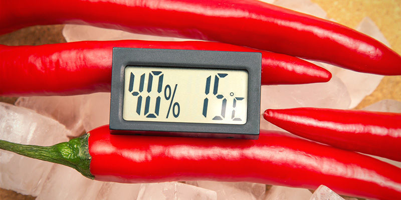 Bästa tipsen för att övervintra chiliplantor Bästa tipsen för att övervintra chiliplantor
