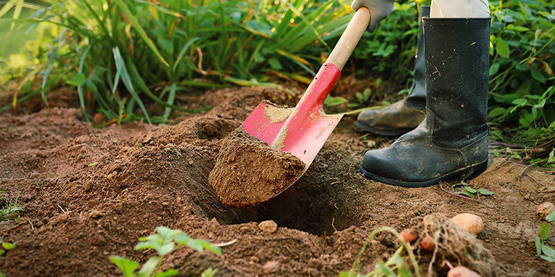 Hur gör man med chiliplantor som står i marken? Hur gör man med chiliplantor som står i marken?