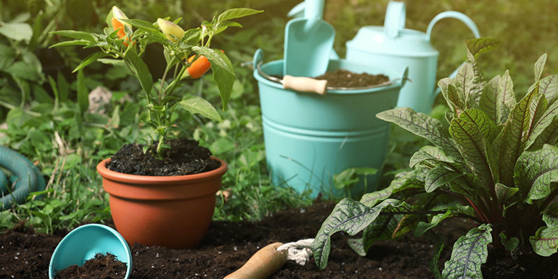 Vad behöver du för att övervintra chiliplantor? Vad behöver du för att övervintra chiliplantor?