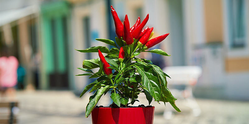 Varför ska du övervintra chiliplantor? Varför ska du övervintra chiliplantor?