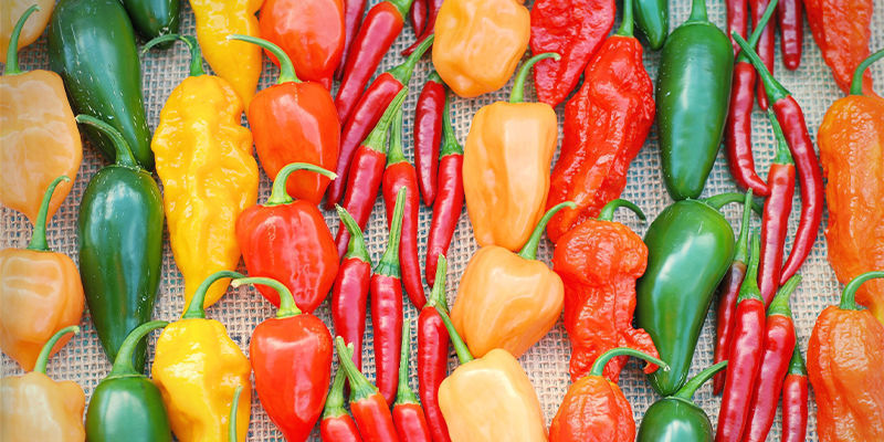 Vilka chilipeppar passar dig bäst? Which hot peppers are best for you?