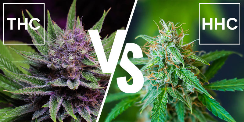 Vad är skillnaden mellan HHC och THC? Vad är skillnaden mellan HHC och THC?