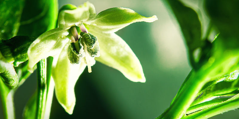 Är chiliplantor självpollinerande? Är chiliplantor självpollinerande?