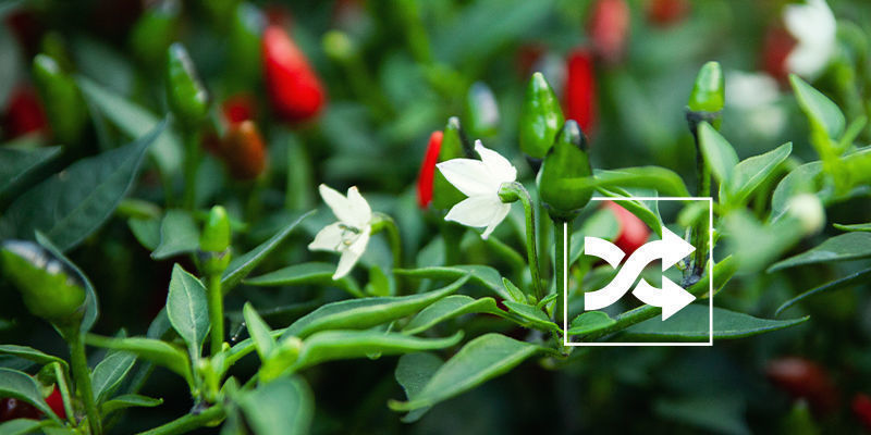 Korspollinering av chiliplantor Korspollinering av chiliplantor