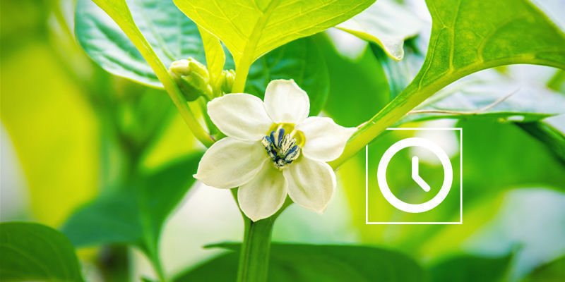 När ska man pollinera chiliplantor? When to pollinate chilli plants?