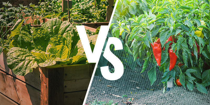Upphöjda bäddar jämfört med odling i marken Raised beds vs growing in the ground