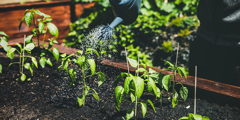 Ska du odla starka chili i upphöjda odlingsbäddar? Should you plant hot peppers in raised garden beds?
