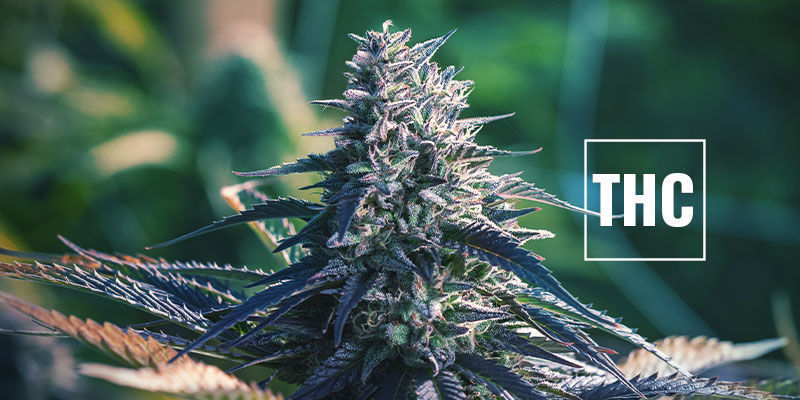 Att välja sorter med högt THC-innehåll Picking High-THC Strains