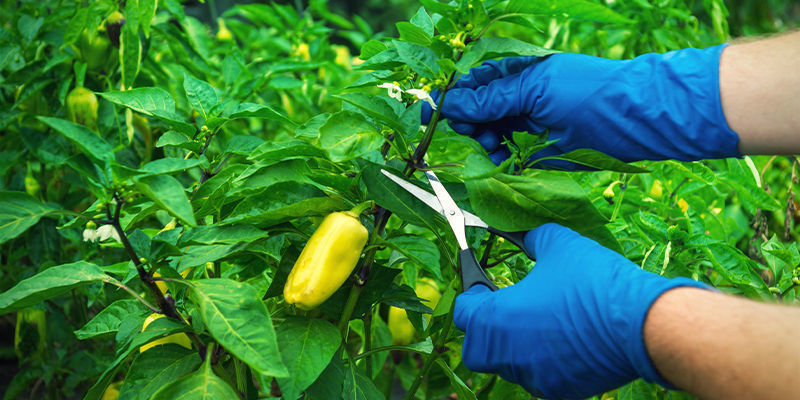 Så beskär du chiliplantor Så beskär du chiliplantor