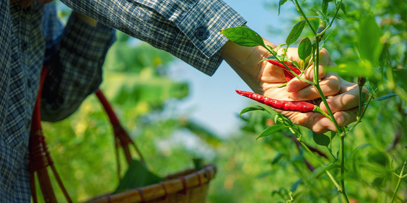 Beskärning av chili för maximal skörd Pruning hot peppers for maximum yield