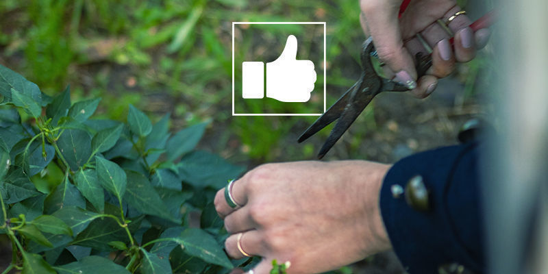 Tips för att beskära chili- och paprikaplantor Tips för att beskära chili- och paprikaplantor