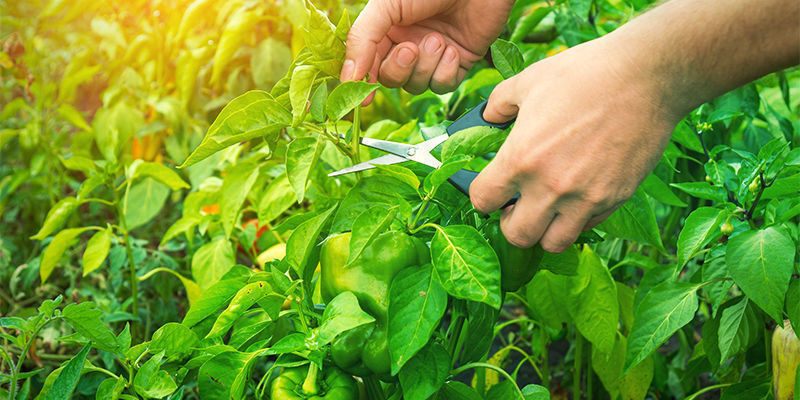 När ska du beskära chiliplantor? När ska du beskära chiliplantor?