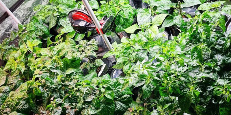 Kan man odla paprika hydroponiskt? Kan man odla paprika hydroponiskt?