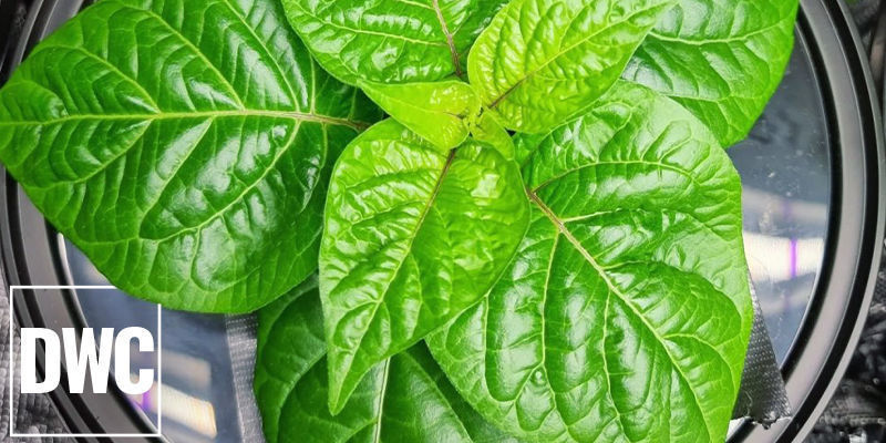 Deep Water Culture (DWC) Deep Water Culture (DWC)