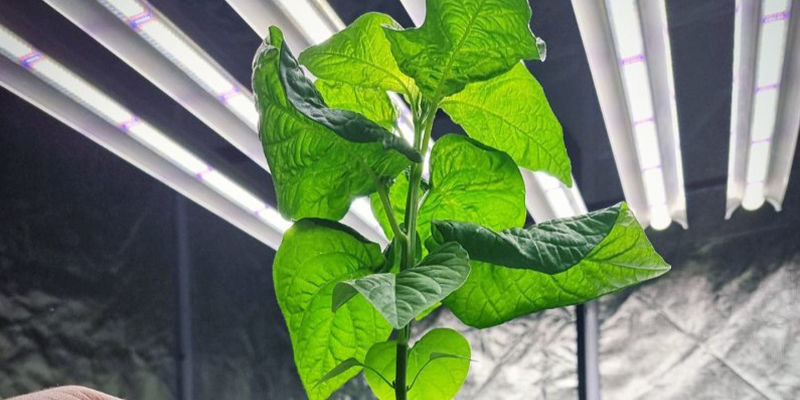 Odla chili hydroponiskt: är det värt besväret? Odla chili hydroponiskt: är det värt besväret?