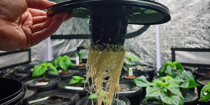 Så odlar du chili hydroponiskt Så odlar du chili hydroponiskt