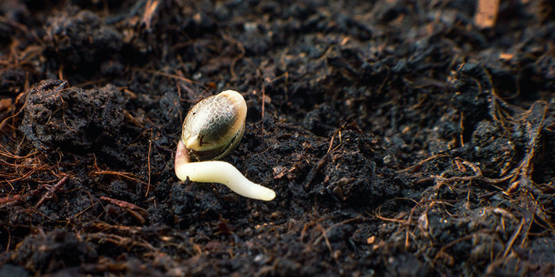  Gro endast de fr&ouml;n du beh&ouml;ver
