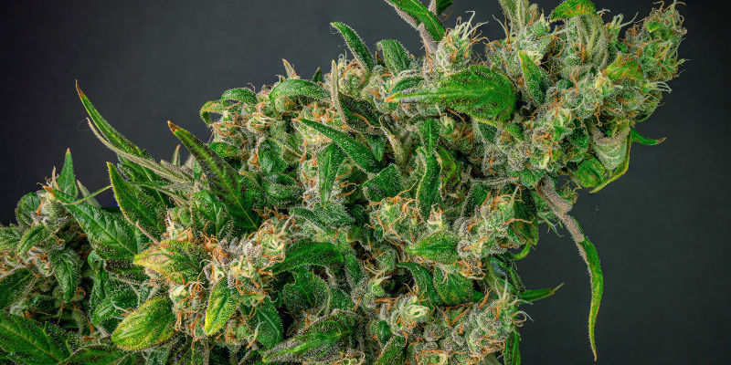 Feminiserade cannabisfr&ouml;n f&ouml;r att komma ig&aring;ng