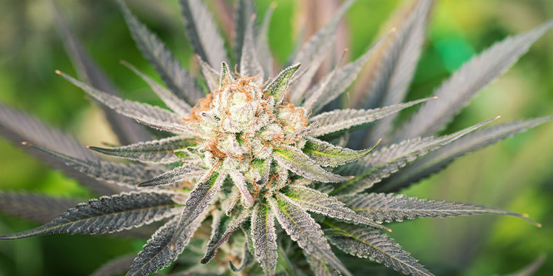 Vilka &auml;r f&ouml;rdelarna med feminiserade cannabisfr&ouml;n?
