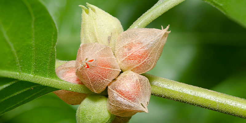 Ashwagandhans ursprung Ashwagandhans ursprung