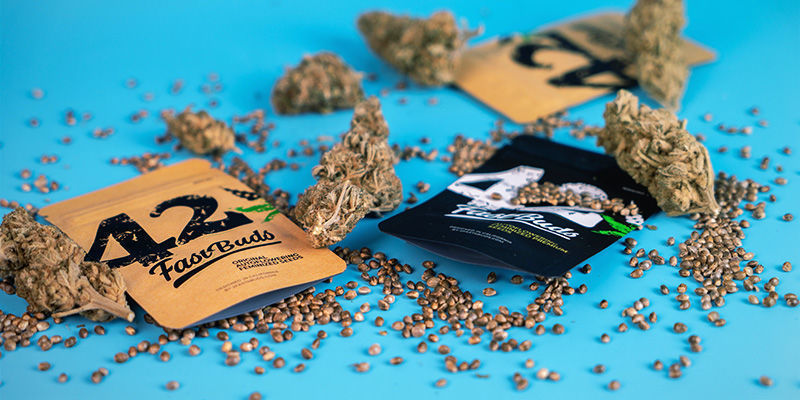 FastBuds' Flagship Autoflowering Seeds FastBuds' flagship autoflowering seeds