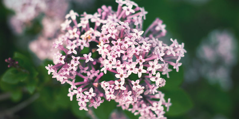 Vad är valeriana? Vad är valeriana?