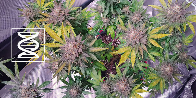Genetik Genetics