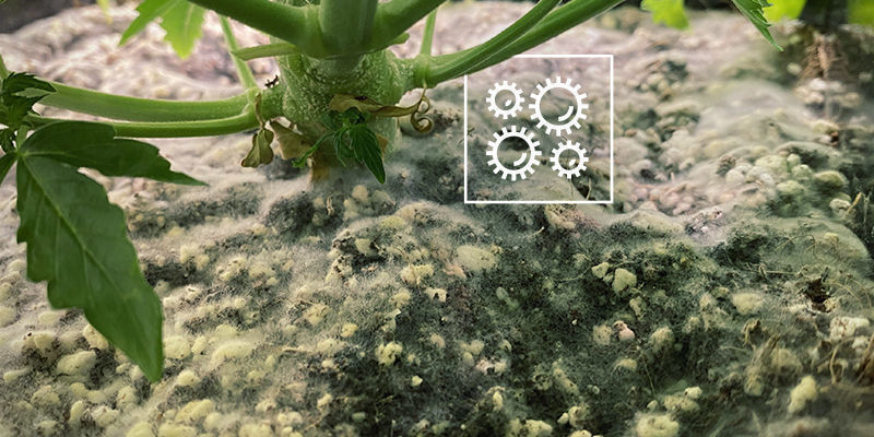 Patogener Pathogens
