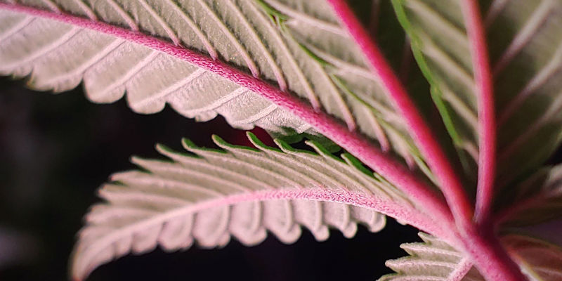 Röda eller lila cannabisstjälkar — när det faktiskt finns skäl att oroa sig Röda eller lila cannabisstjälkar — när det faktiskt finns skäl att oroa sig
