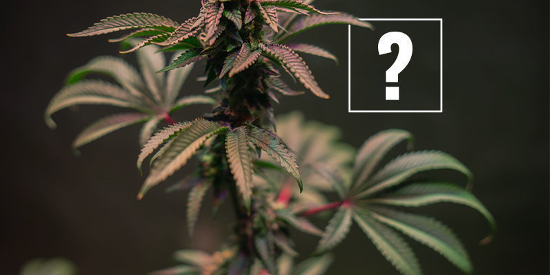 Vad orsakar röda och lila cannabisstjälkar? Vad orsakar röda och lila cannabisstjälkar?