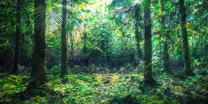 Fusion av ecuadoriansk regnskog och Devon fusion of Ecuadorian rainforest and Devon