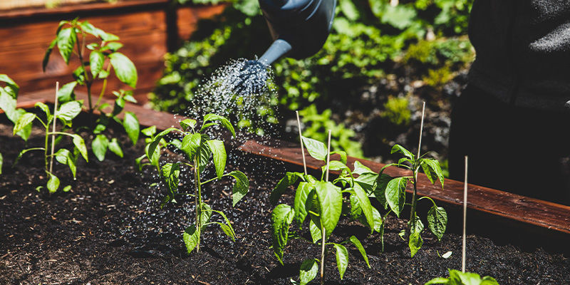 Så förebygger du pistilländsröta How to Prevent Blossom-End Rot