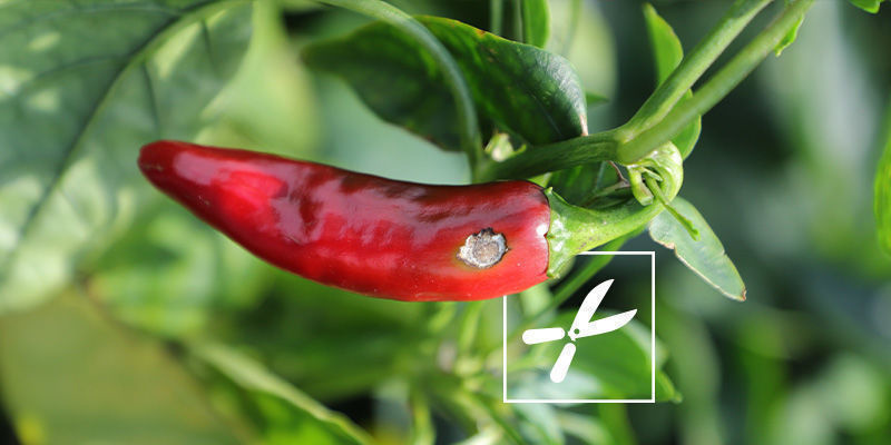 Är det säkert att äta heta paprikor med pistillröta? Is it Safe to Consume Hot Peppers with Blossom-End Rot?