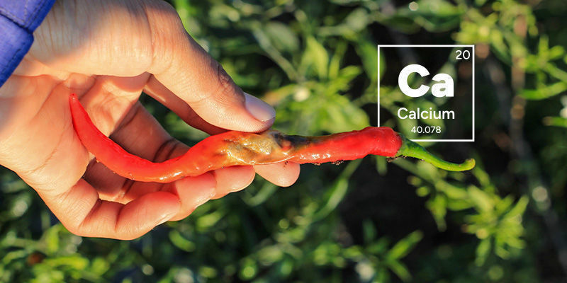What Causes Hot Pepper Blossom-End Rot? What Causes Hot Pepper Blossom-End Rot?