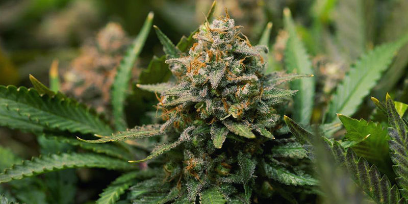 Cannabissorter som innehåller geraniol Cannabissorter som innehåller geraniol