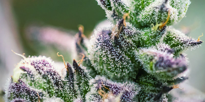 Geraniol: En lockande terpen Geraniol: An Enticing Terpene