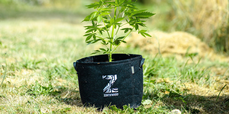 N&auml;r de &auml;r ordentligt rena ska du l&aring;ta tygkrukorna torka helt innan du anv&auml;nder dem f&ouml;r att odla cannabis igen