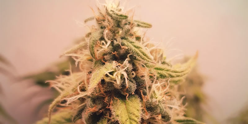 Cannabissorter med höga halter av humulen Cannabissorter med höga halter av humulen