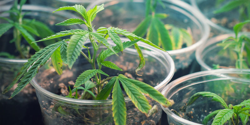 Så skapar du nya cannabissorter How To Create New Cannabis Strains