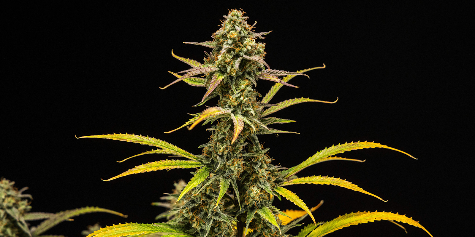 Strains high in myrcene