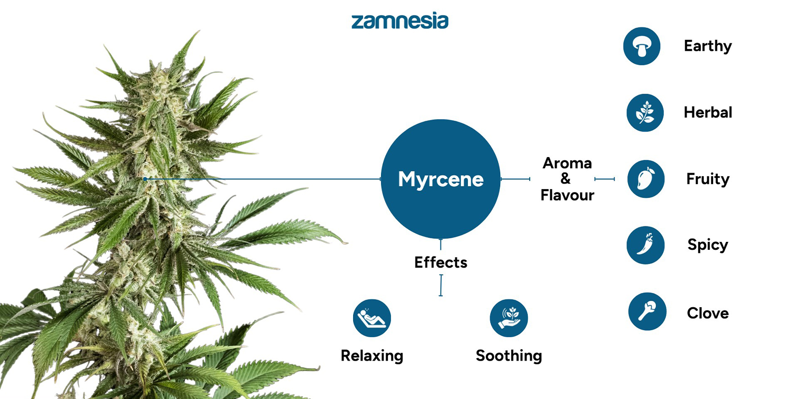 Vad g&ouml;r myrcen i cannabis?