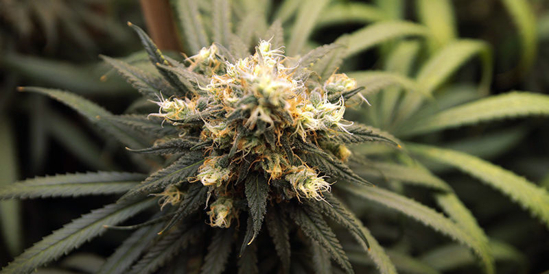 5 cannabissorter rika på pinen 5 Cannabis Strains Rich In Pinene