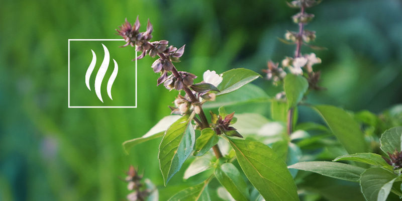 Vad doftar pinen av? What Does Pinene Smell Like?