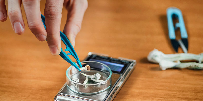 Mikrodosering för att motverka tolerans mot magiska svampar Microdosing to overcome magic mushroom tolerance