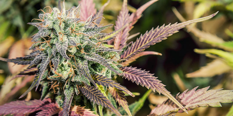 5 Cannabissorter som innehåller limonen 5 Cannabis Strains That Contain Limonene