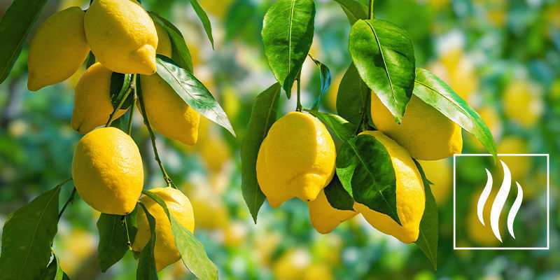 Limonens doft och arom Limonens doft och arom