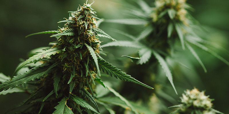5 cannabissorter som innehåller karyofyllen 5 cannabissorter som innehåller karyofyllen