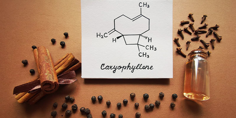 Karyofylen: sammanfattning Caryophyllene: Summary
