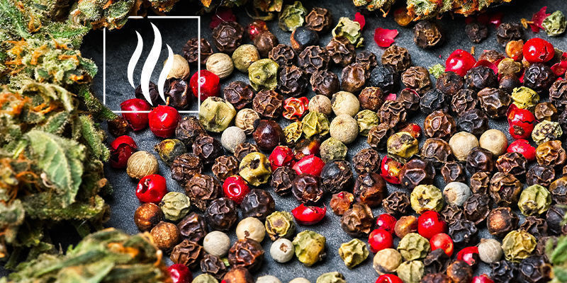 Doft och arom av karyofyllen Smell And Aroma Of Caryophyllene